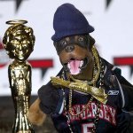 Underage Bichon - Triumph The Insult Comic Dog